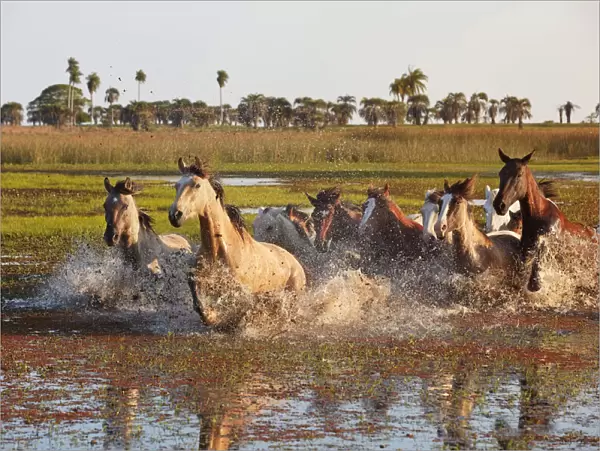 A herd of horses crosses a lagoon of the Estancia Buena Vista at sunset, Esquina, Corrientes, Argentina