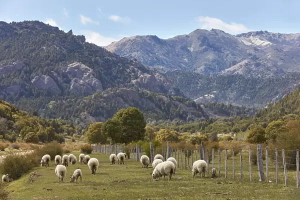 A group of Merinos sheeps in a field of the Nahuel Huapi National Park, near Villa Traful, Neuquen, Patagonia, Argentina