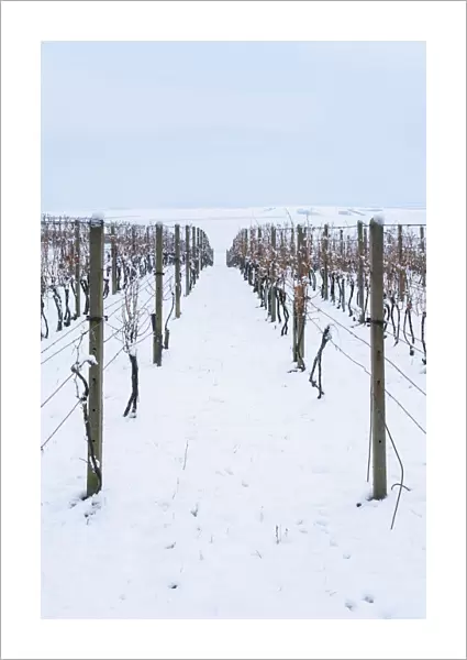 Vineyard on rolling hills in winter, near Sardice, Hodonin District, South Moravian Region, Czech Republic