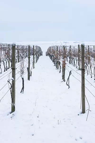 Vineyard on rolling hills in winter, near Sardice, Hodonin District, South Moravian Region, Czech Republic