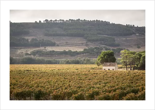 Spain, Castile and Leon, Valladolid, Curiel de Duero, Vineyards in the Legaris winery