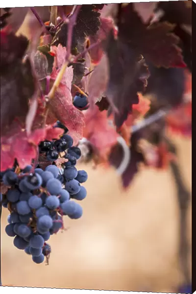 Spain, Castile and Leon, Valladolid, Pesquera de Duero, Tempranillo grape in the Emilio Moro vineyards