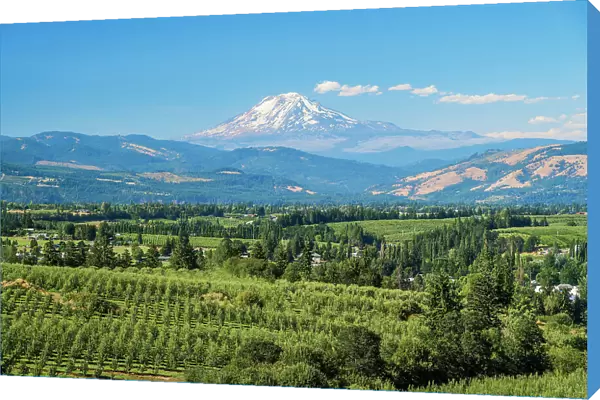 Scenic view over vineyards with Mount Adams in the background, Hood River County, Oregon, USA