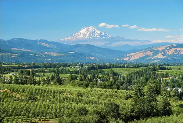 Scenic view over vineyards with Mount Adams in the background, Hood River County, Oregon, USA