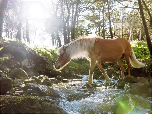 A Faroese horse crossing a river in a wood in the village of Trongisvagur. Island of Suðuroy. Faroe Islands
