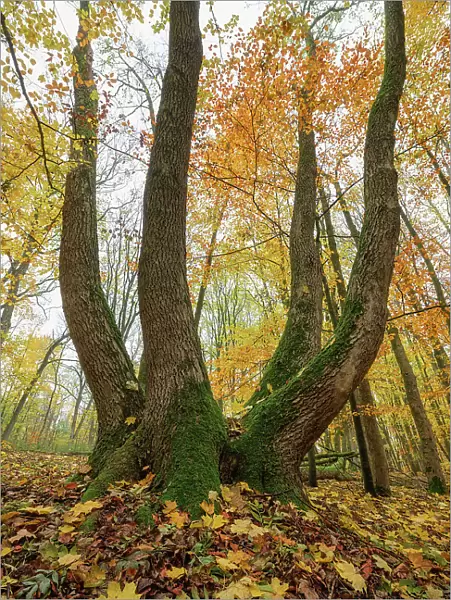 Deciduous forest - maple tree in autumn, Hainich National Park, Unesco World Heritage, Old Beech Forests of Germany Thuringia, Germany