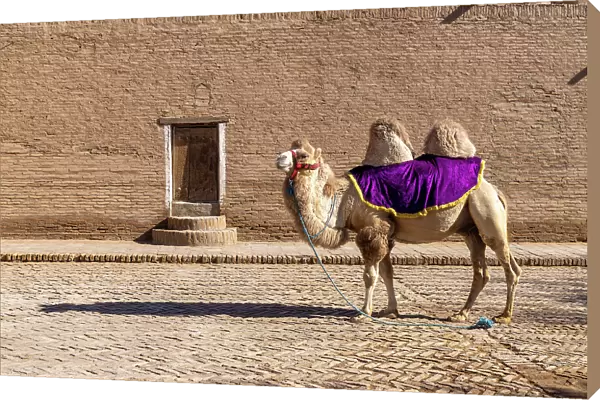 Uzbekistan, Khiva, a camel stands in front of the Mohammed Rakhim Khan Madrassah