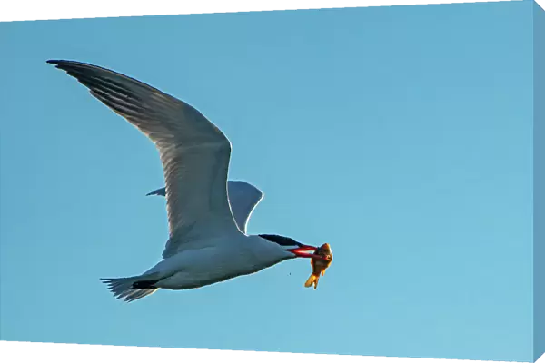Caspian tern (Hydroprogne caspia) in flight with fish (prey) Winnipeg Manitoba, Canada