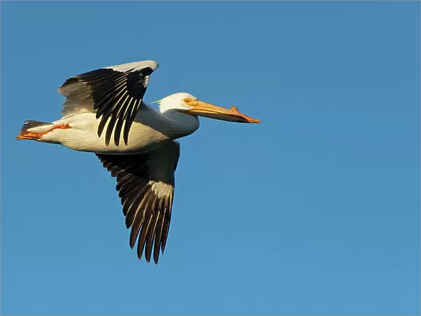 American white pelican (Pelecanus erythrorhynchos) in flight Winnipeg Manitoba, Canada
