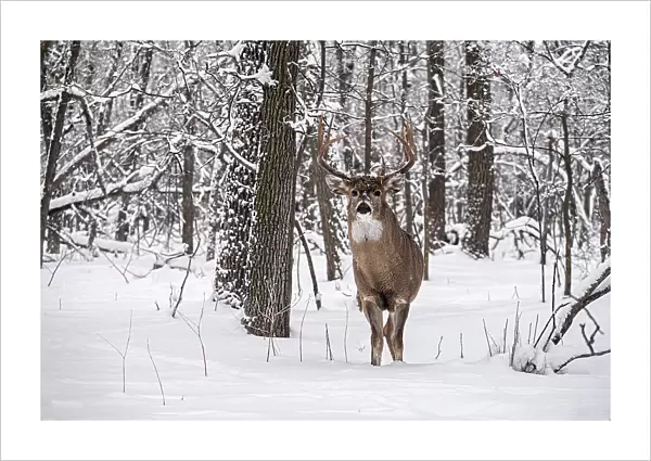 Whitetail deer (Odocoileus virginianus) buck in winter. Seine River Forest. Bois des Esprits. Winnipeg Manitoba, Canada