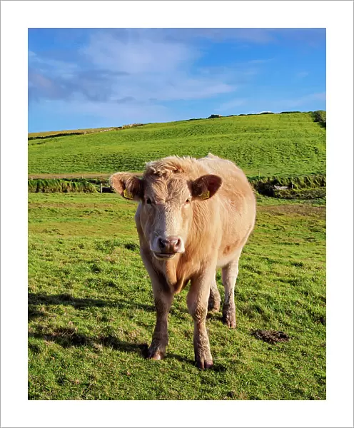 Cow on a field, Cliffs of Moher Walking Trail, County Clare, Ireland
