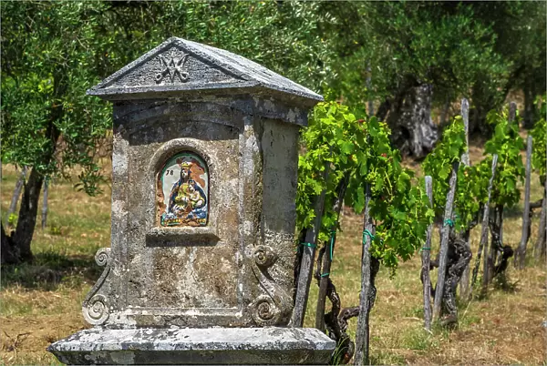 Italy, Tuscany. A little Madonna shrine in a vineyard in the Chianti area near to Castelnuovo Berardenga