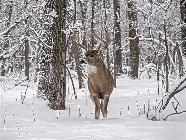 Whitetail deer (Odocoileus virginianus) buck in winter. Seine River Forest. Bois des Esprits. Winnipeg, Manitoba, Canada