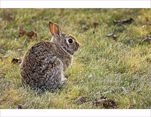Cottontail rabbit on urban lawn Winnipeg, Manitoba, Canada