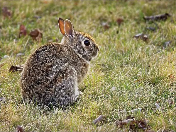 Cottontail rabbit on urban lawn Winnipeg, Manitoba, Canada
