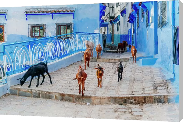 goats on the streets of Chefchaouen, the Blue City in Morocco, North Africa