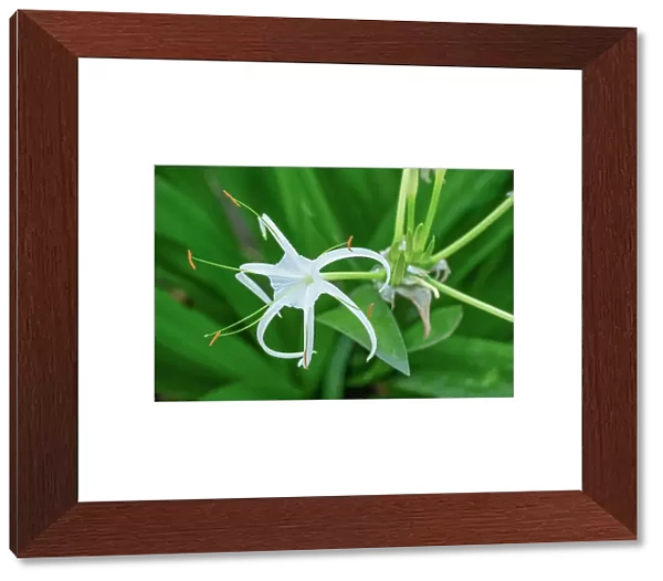 Caribbean Spider Lily (Hymenocallis caribaea), Nepal