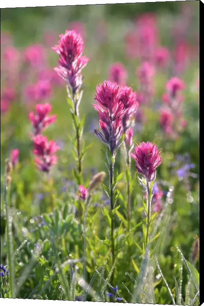 Magenta Paintbrush, (Castilleja parviflora) - Wildflower meadow Mt. Rainier National Park, Washington State, USA
