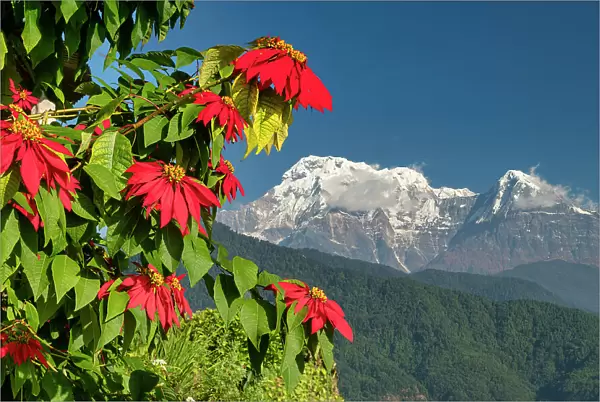 Poinsettia and Annapurna South (7, 219m), Nepal, Asia