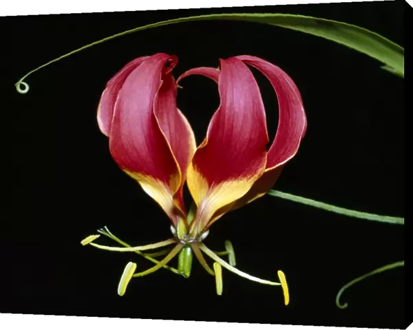 Kenya, Gloriosa superba, a spectacular flower earning the popular name of the Flame Lily