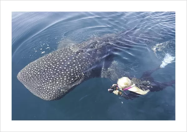 A curious juvenile Whale Shark (Rhincodon typus) in the deep and calm waters of the northern Gulf of California (Sea of Cortez), Mexico
