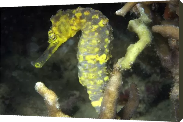 Tigertail seahorse, Hippocampus comes, male, Malapascua, Northern Cebu, Philippines, Visayan Sea (RR)