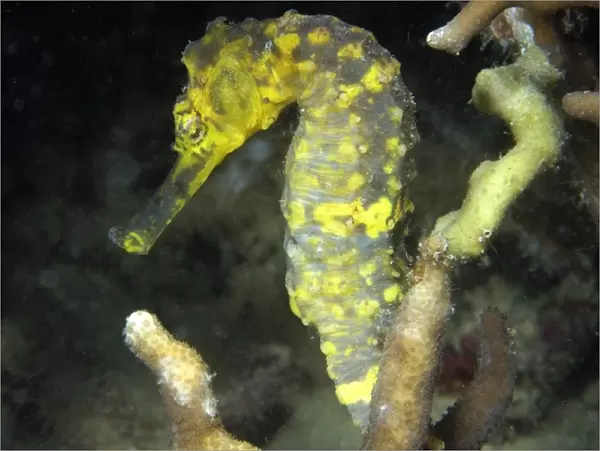 Tigertail seahorse, Hippocampus comes, male, Malapascua, Northern Cebu, Philippines, Visayan Sea (RR)