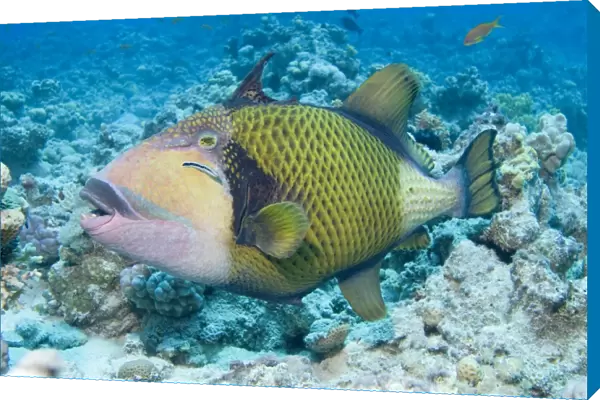 Titan Triggerfish (Balistoides viridescens) The largest of the triggerfish family and often aggressive when approached especially whilst nesting. Red Sea