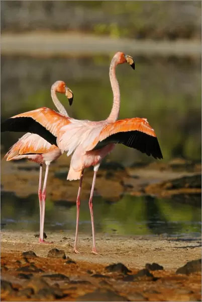 Greater flamingo (Phoenicopterus ruber) foraging for small pink shrimp (Artemia salina) in saltwater lagoons in the Galapagos Island Group, Ecuador. Pacific Ocean