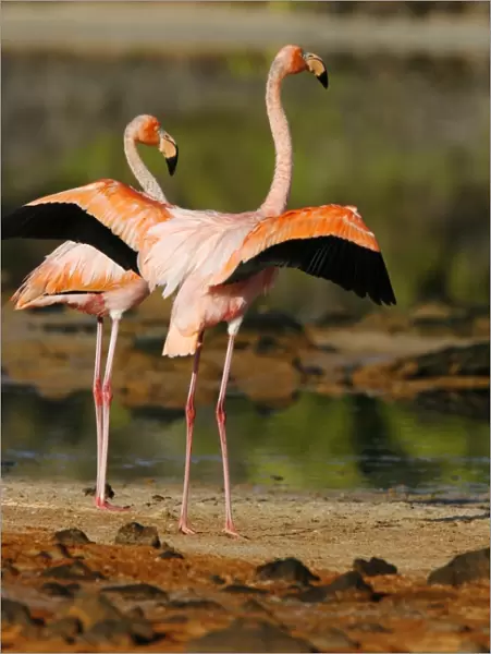 Greater flamingo (Phoenicopterus ruber) foraging for small pink shrimp (Artemia salina) in saltwater lagoons in the Galapagos Island Group, Ecuador. Pacific Ocean