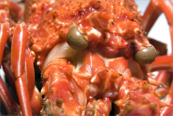 Cooked spiny lobster, Panulirus echinatus, head detail, St. Peter and St. Pauls rocks, Brazil, Atlantic