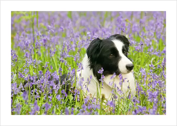 A Border Collie dog in bluebells in the Lake District UK