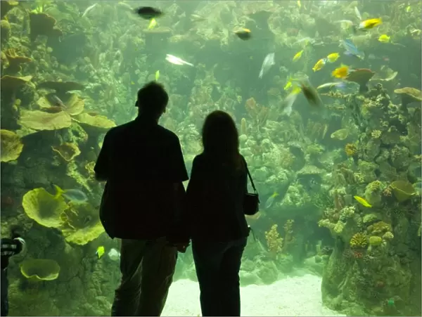 The Deep Europes deepest aquarium in Hull UK