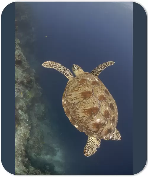 Green sea turtle ( Chelonia mydas ), Sipadan, Sabah, Malaysia, Borneo, South-east Asia (rr)