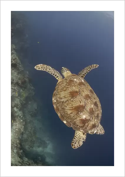 Green sea turtle ( Chelonia mydas ), Sipadan, Sabah, Malaysia, Borneo, South-east Asia (rr)