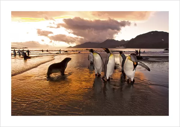 Sunrise on the king penguin (Aptenodytes patagonicus) breeding and nesting colonies at St. Andrews Bay on South Georgia Island, Southern Ocean. King penguins are rarely found below 60 degrees south, and almost never on the Antarctic Peninsula. The
