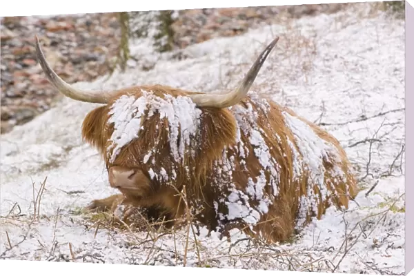 A Highland cow in Glen Nevis in the snow in Scotland