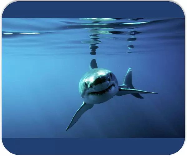 Great white shark swimming towards camera. (rr)