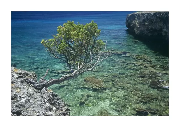 Exposed tree jutting from ancient coral ironshore overlooking very clear water bay, Bonaire, Netherlands Antilles