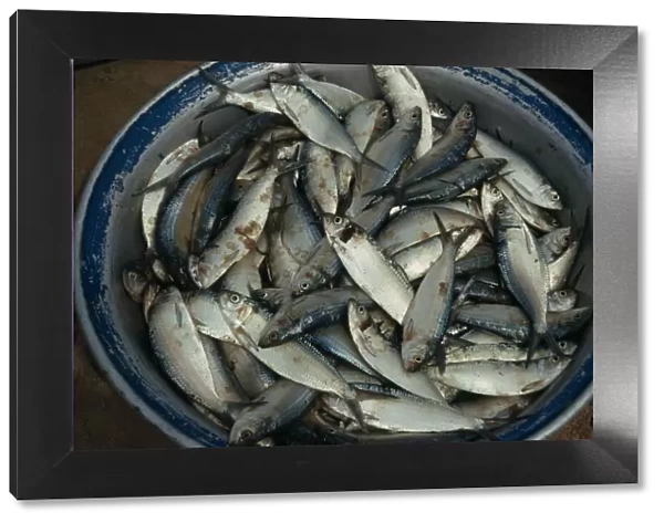 20075474. GHANA Bosva Beach Bowl of freshly caught sardines. West Africa