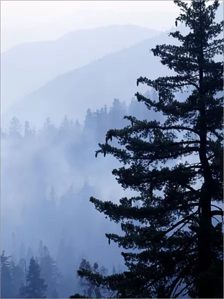 Dusk view of sequoia forest