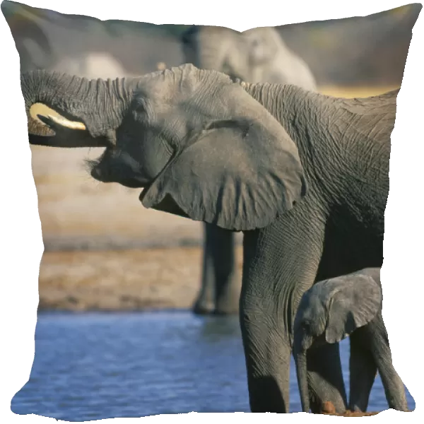 10094911. zimbabwe, hwanae national park, elephant