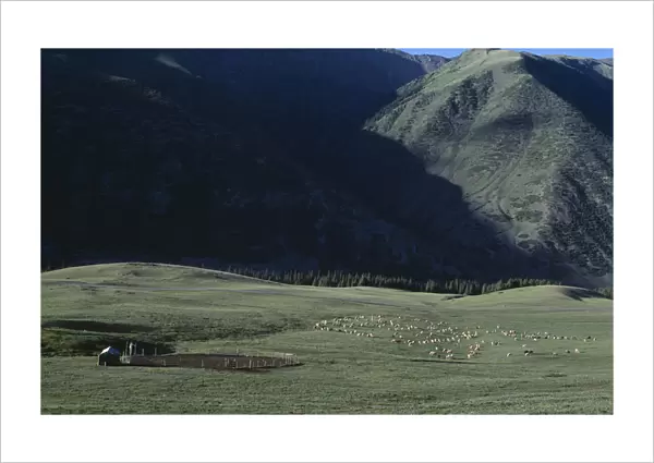 20078635. KIRGHIZSTAN Tyan Shan Livestock grazing on the lush grass on the mountain range
