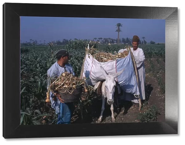 20085158. EGYPT Nile Delta Onion Harvest