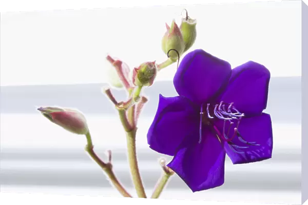 Glory bush, Tibouchina urvilleana, purple flower with prominent stamen