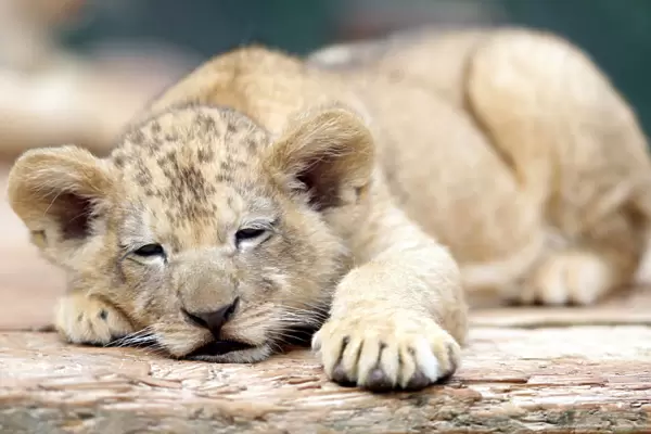 A newly born Barbary lion cub rests inside its enclosure at Dvur Kralove Zoo