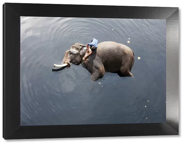 A mahout bathes his elephant in the polluted water of river Yamuna in New Delhi
