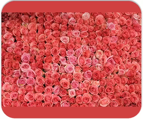 Pink roses adorn side of float which will take part in annual Rose Parade in Pasadena