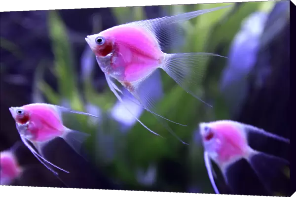 Genetically-engineered fish glow in a tank during the 2014 Taiwan Aquarium Expo in Taipei