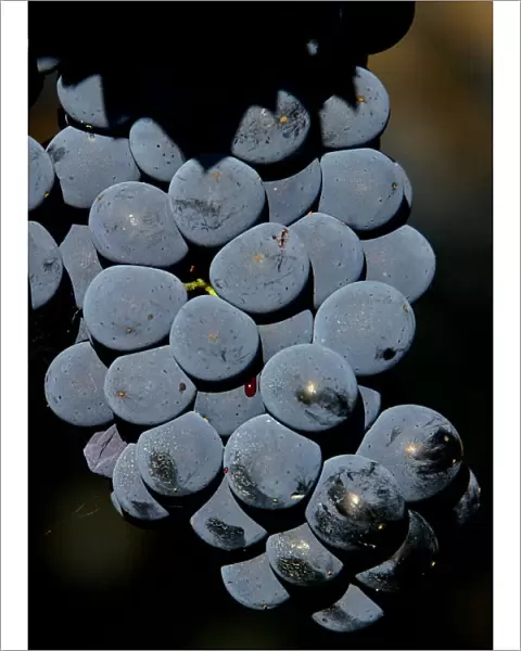 A bunch of Sangiovese grapes hangs on a vine at the Biondi Santi vineyard in Tuscany
